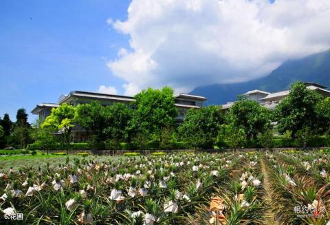 花莲慈济会旅游攻略 之 花圃