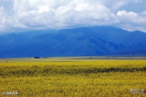 新疆伊犁河谷旅游攻略 之 油菜花海