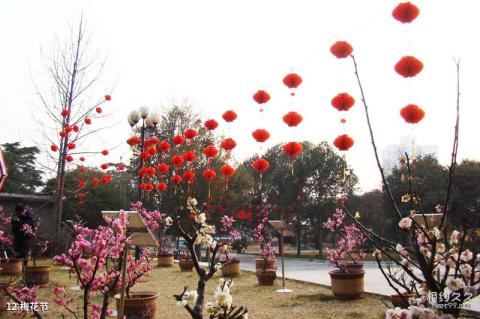 西安植物园旅游攻略 之 梅花节