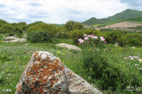 青海老爷山-宝库峡-鹞子沟风景区旅游攻略 之 森林