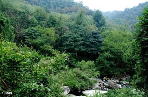 奉新百丈山萝卜潭风景区旅游攻略 之 森林