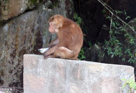 福州赤壁生态风景区旅游攻略 之 短尾猴