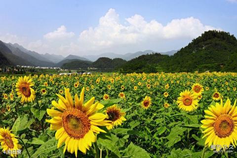 重庆涪陵大木花谷林下花园旅游攻略 之 向日葵