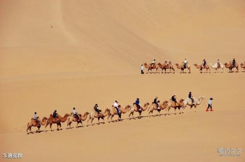 内蒙古鄂尔多斯响沙湾旅游景区旅游攻略 之 骆驼群