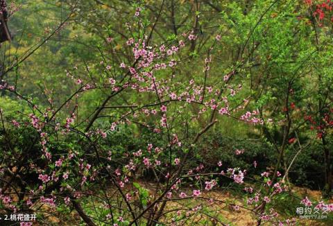 重庆永川桃花源旅游攻略 之 桃花盛开