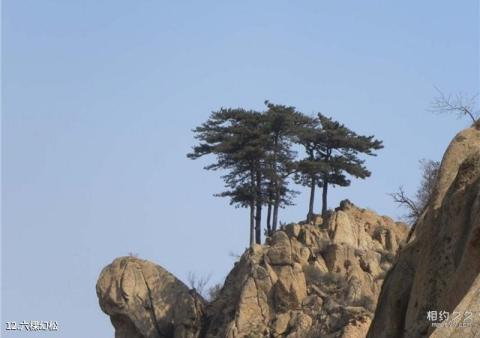 青龙祖山景区旅游攻略 之 六棵幻松