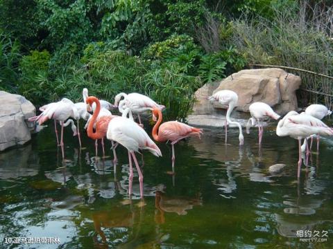 广州长隆野生动物世界旅游攻略 之 亚马逊热带雨林