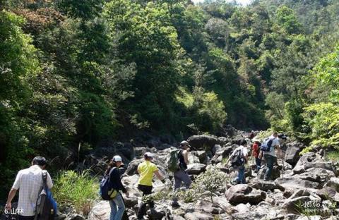 瑞安顺泰青云谷旅游攻略 之 山林