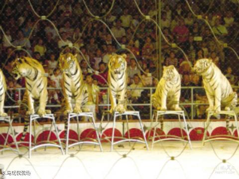 杭州野生动物世界旅游攻略 之 马戏表演场