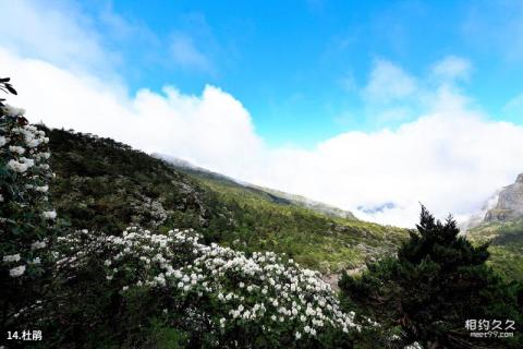 昆明轿子雪山风景区旅游攻略 之 杜鹃