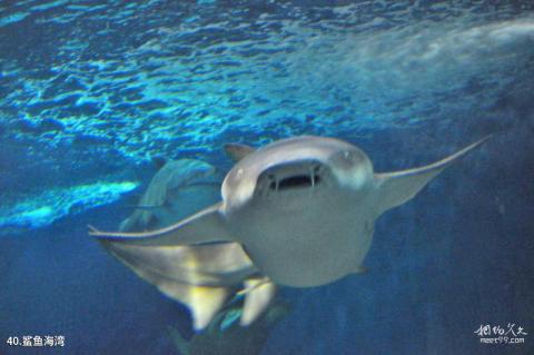 上海海洋水族馆旅游攻略 之 鲨鱼海湾