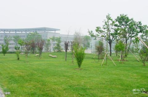 天津师范大学校园风光 之 绿树