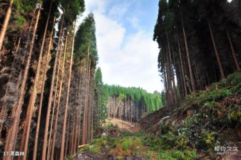 绵阳北川药王谷旅游攻略 之 黑森林