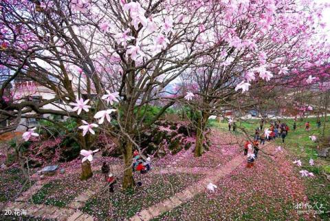 绵阳北川药王谷旅游攻略 之 花海