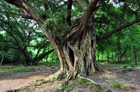 杨家溪风景区旅游攻略 之 榕树王