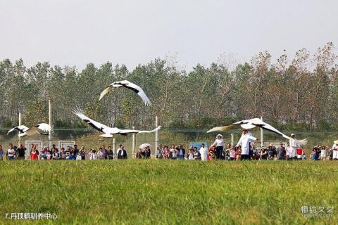 盐城沿海滩涂丹顶鹤国家级自然保护区旅游攻略 之 丹顶鹤驯养中心