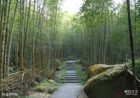 台湾溪头森林公园（溪头自然教育园区）旅游攻略 之 孟宗竹林