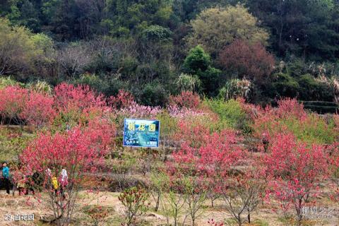 广东神光山国家森林公园旅游攻略 之 百花园