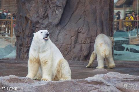 珠海长隆海洋王国旅游攻略 之 北极熊馆