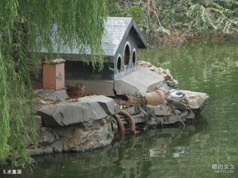 北京动物园旅游攻略 之 水禽湖