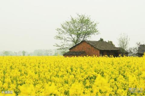 芜湖响水涧旅游攻略 之 油菜花