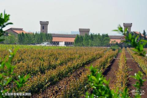 陕西张裕瑞那城堡酒庄旅游攻略 之 百亩鲜食葡萄采摘园