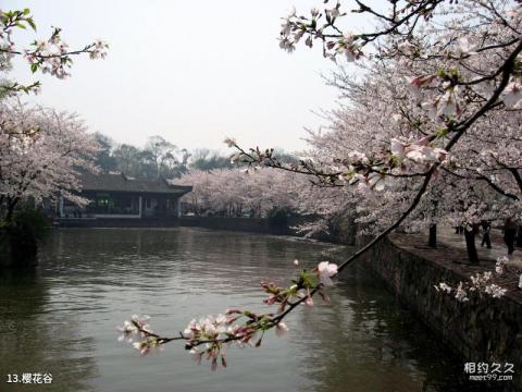 无锡太湖鼋头渚风景区旅游攻略 之 樱花谷