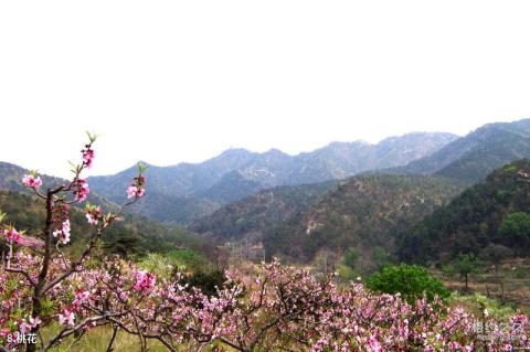 威海里口山风景区旅游攻略 之 桃花