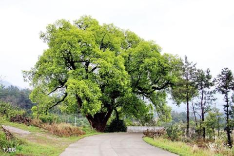 慈利五雷山风景区旅游攻略 之 樟树