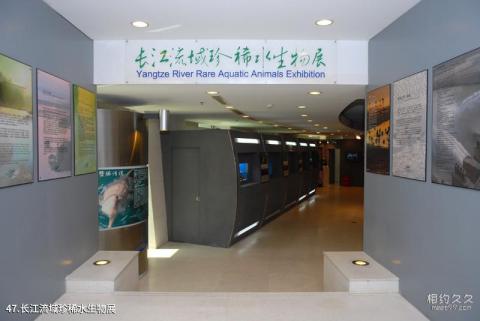 上海海洋水族馆旅游攻略 之 长江流域珍稀水生物展