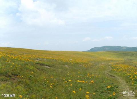 沁水示范牧场旅游攻略 之 繁花遍野