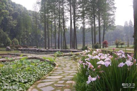 中国科学院武汉植物园旅游攻略 之 水生植物园