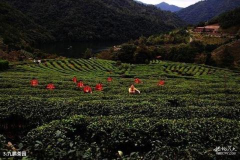 水上茶乡九鹏溪旅游攻略 之 九鹏茶园