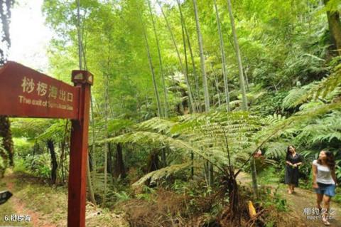 宜宾高县胜天红岩山旅游景区旅游攻略 之 桫椤海