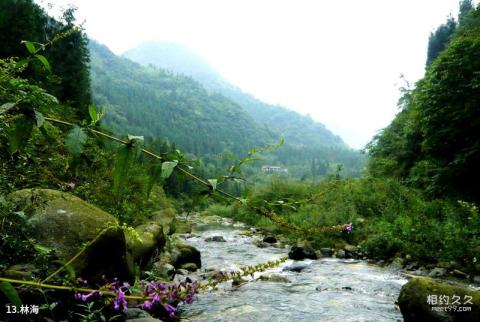 什邡蓥华山风景区旅游攻略 之 林海