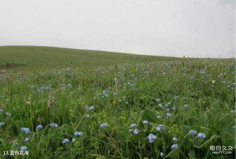 新疆喀拉峻草原旅游攻略 之 蓝色花海