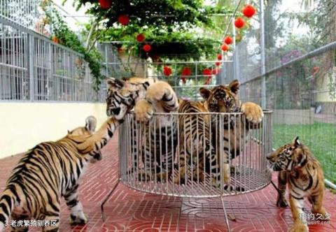 三亚龙虎园旅游攻略 之 老虎繁殖驯养区
