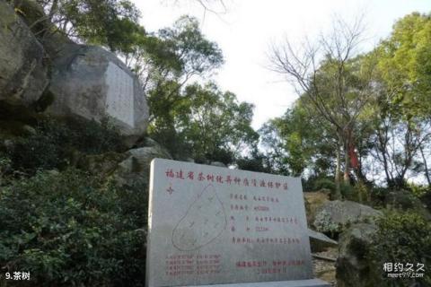 丰州莲花峰石亭寺旅游攻略 之 茶树