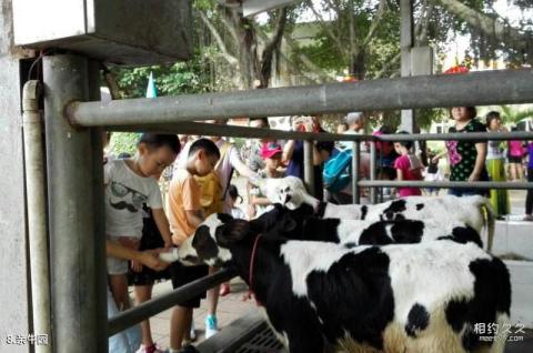 深圳光明农场大观园旅游区旅游攻略 之 亲牛园