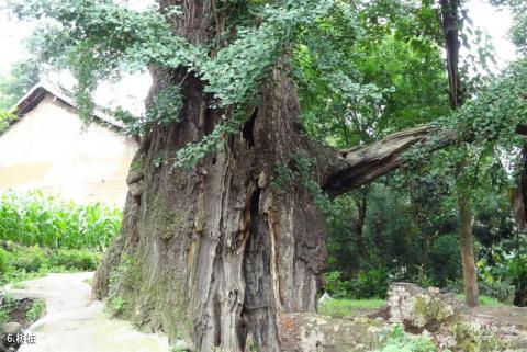 盘县古银杏风景区旅游攻略 之 树桩