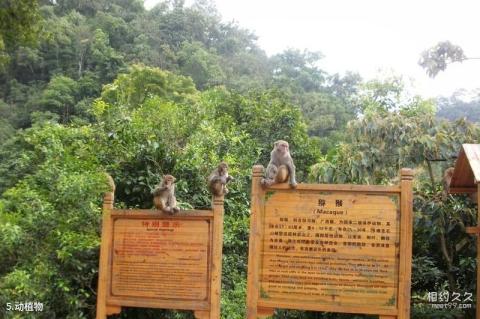 桂平龙潭国家森林公园旅游攻略 之 动植物