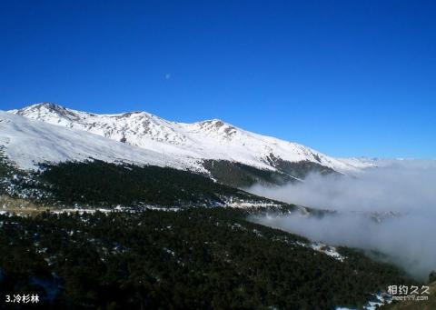 白马雪山高山杜鹃林旅游攻略 之 冷杉林