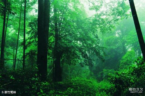 福建梁野山国家级自然保护区旅游攻略 之 翠竹莺林