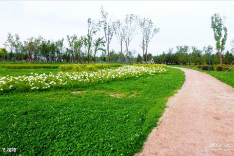 抚顺月牙岛生态公园旅游攻略 之 植物