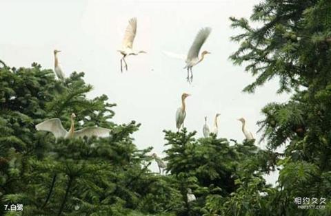 紫蓬山国家森林公园旅游攻略 之 白鹭