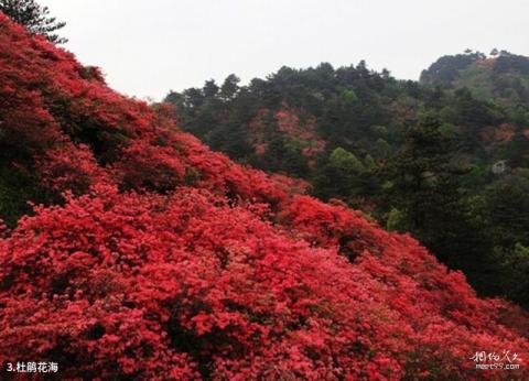 麻城龟峰山风景区旅游攻略 之 杜鹃花海