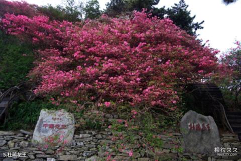 麻城龟峰山风景区旅游攻略 之 杜鹃花王