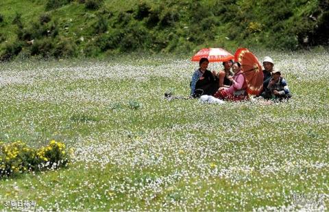 青海尕朵觉悟雪山旅游攻略 之 夏日花海