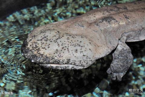 上海海洋水族馆旅游攻略 之 娃娃鱼