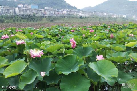 重庆开县汉丰湖风景区旅游攻略 之 风荷鹭影